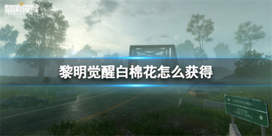 黎明觉醒白棉花哪里多