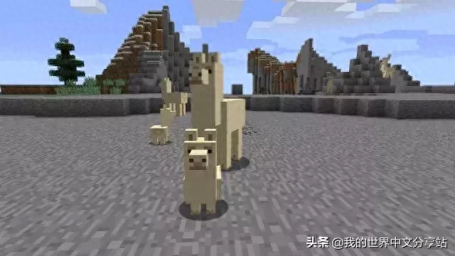 我的世界怎么驯服羊驼当坐骑