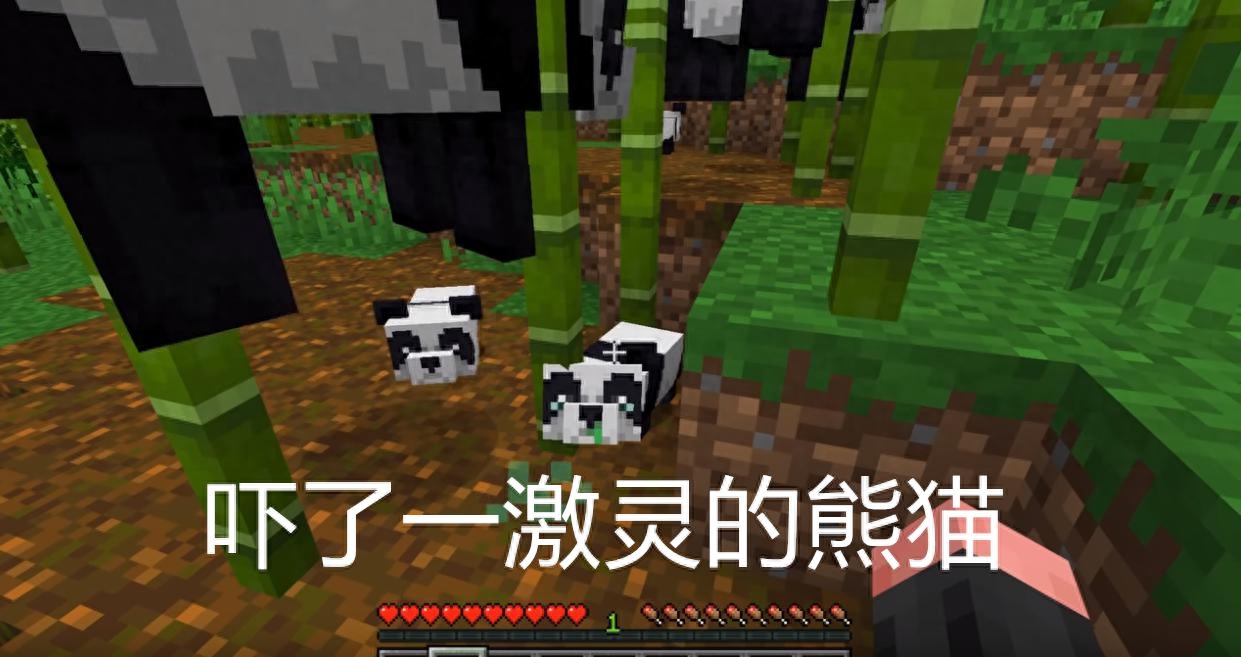 我的世界关于熊猫你不知道的五件事