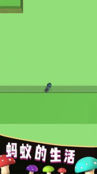蚂蚁的生活