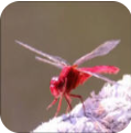 红蜻蜓电视盒子下载安卓版