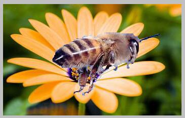 36、PS里的魔术橡皮擦工具有什么用？