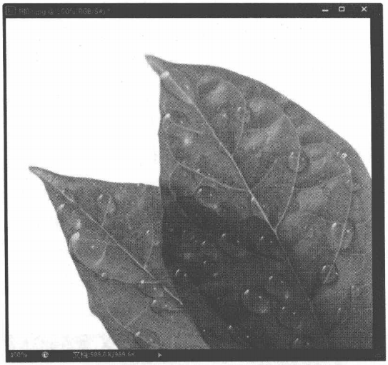 Photoshop CS6中进行变形文字输入高级操作