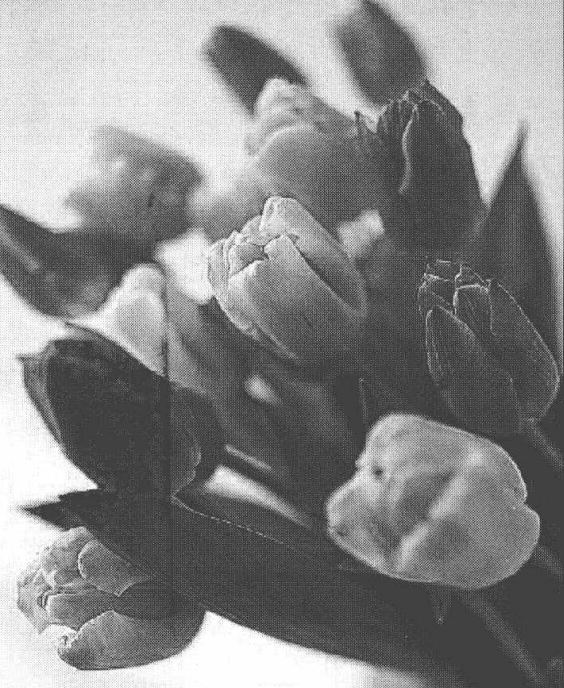 使用锐化滤镜增加图像轮廓和纹理的清晰度