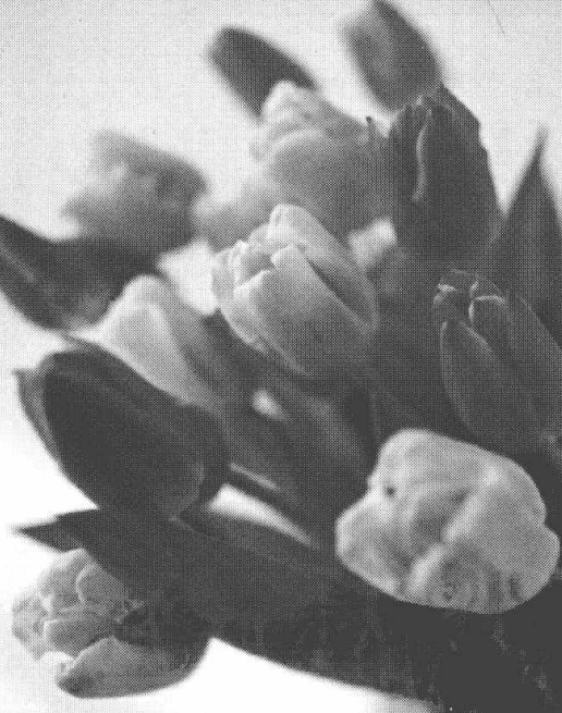 使用锐化滤镜增加图像轮廓和纹理的清晰度