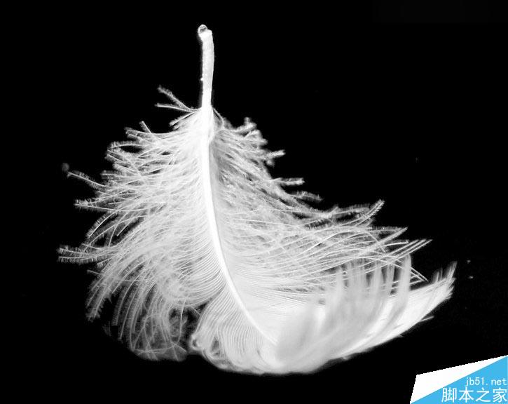 Photoshop巧用色阶快速的抠出羽毛效果图,PS教程