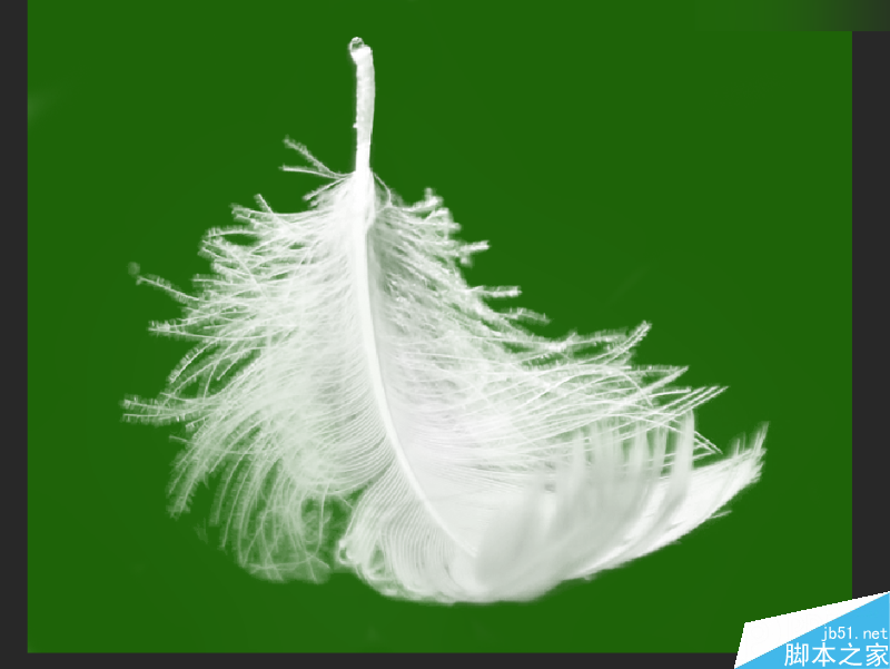 Photoshop巧用色阶快速的抠出羽毛效果图,PS教程,思缘教程网