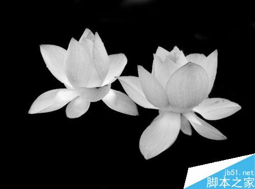 PS利用通道抠图——抠出荷花