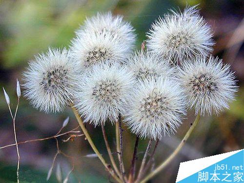 PS滤镜怎么抠图？PS滤镜抽出快速抠出毛茸茸的蒲公英图片