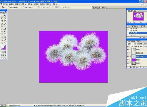 怎样用PS通过抽出快速抠出毛茸茸的蒲公英图片？