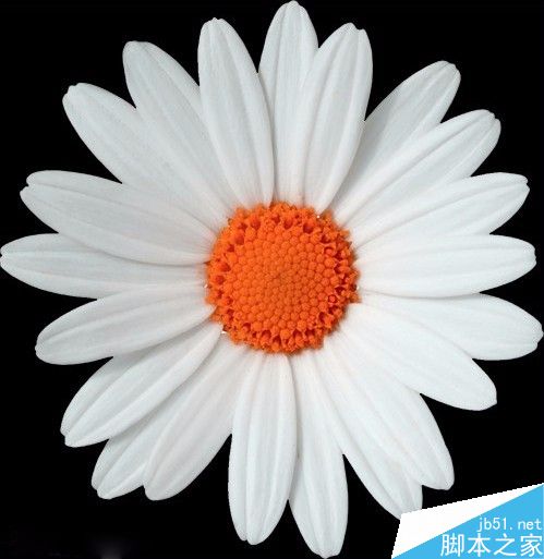 分享PS钢笔工具抠一朵花方法介绍