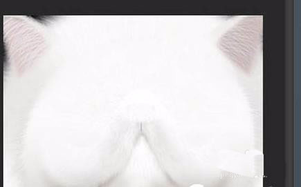 ps怎么手绘非常可爱的白猫头?