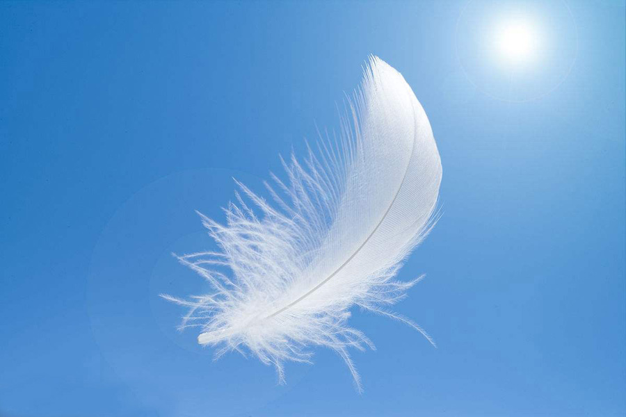 PS巧用通道工具快速抠出洁白的羽毛教程