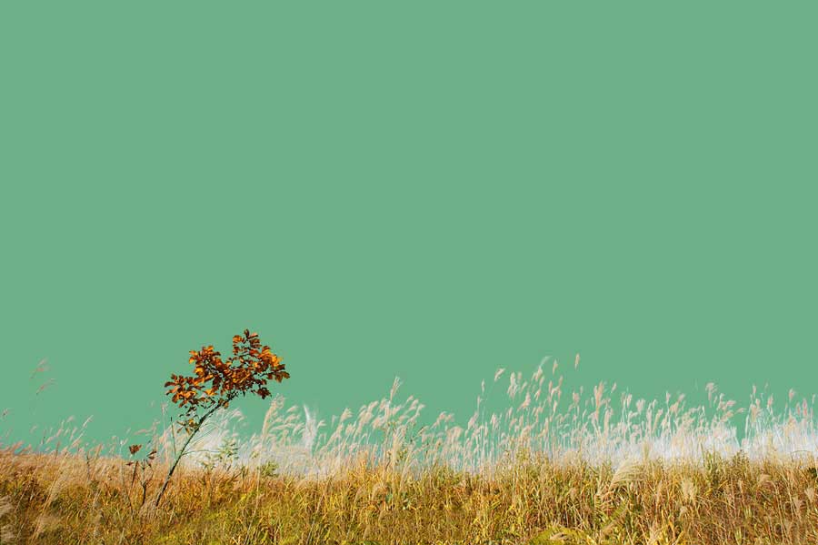 Photoshop巧用通道抠图完美抠出秋季芦苇丛教程