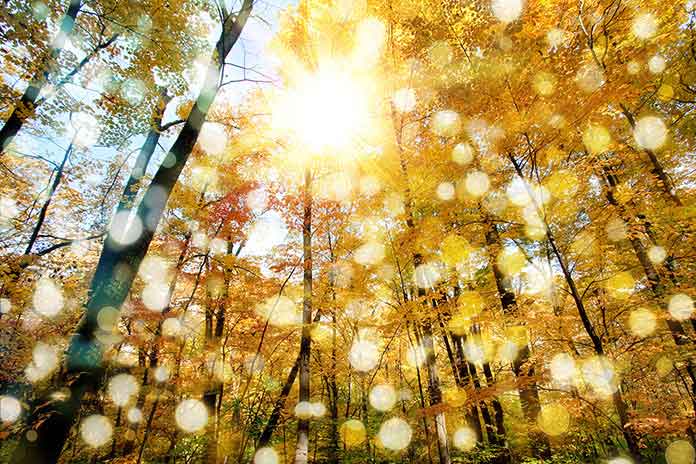 Photoshop给秋天的森林图片添加阳光四射动画效果教程