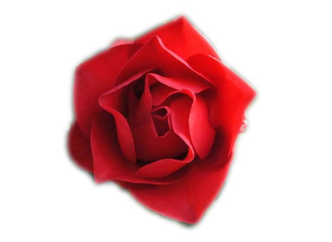 ps怎么使用lab颜色抠图? ps中lab颜色抠图花朵的教程