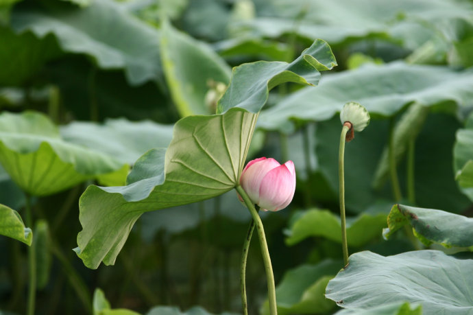 ps后期处理制作好看的大光圈风景照镜头模糊虚化背景教程