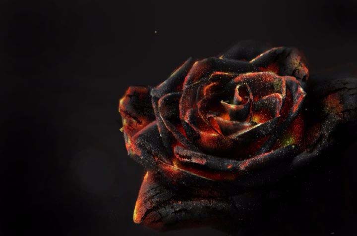 ps怎么设计燃烧灰烬效果的玫瑰花?