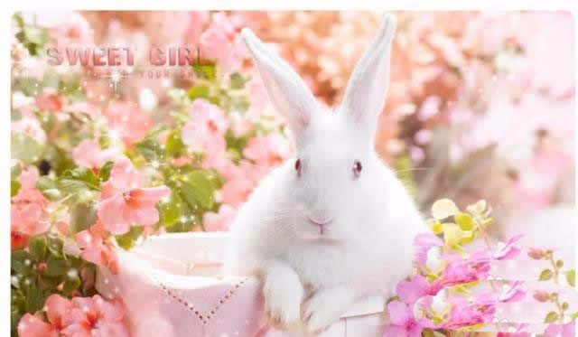 ps兔子海报怎么做后期调色?ps兔子海报调色教程