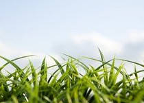 PS色彩范围抠取凌乱小草教程